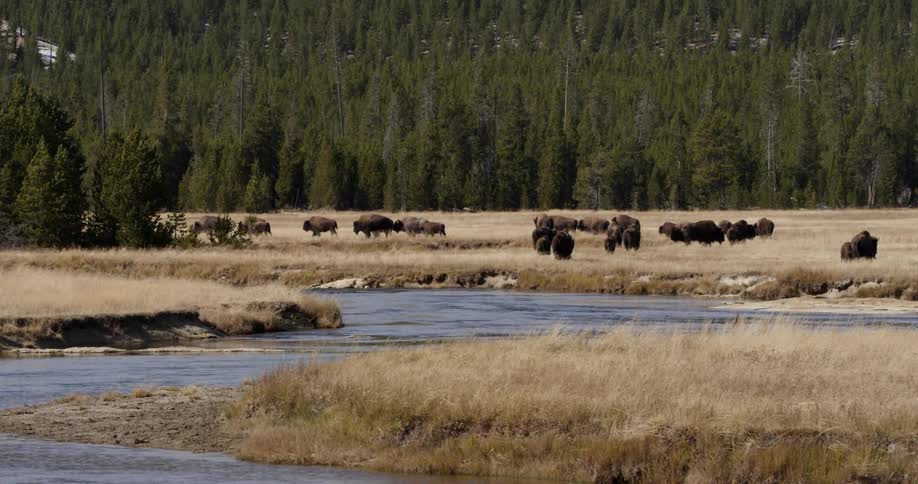 Buffalo walk through a field next to a stream