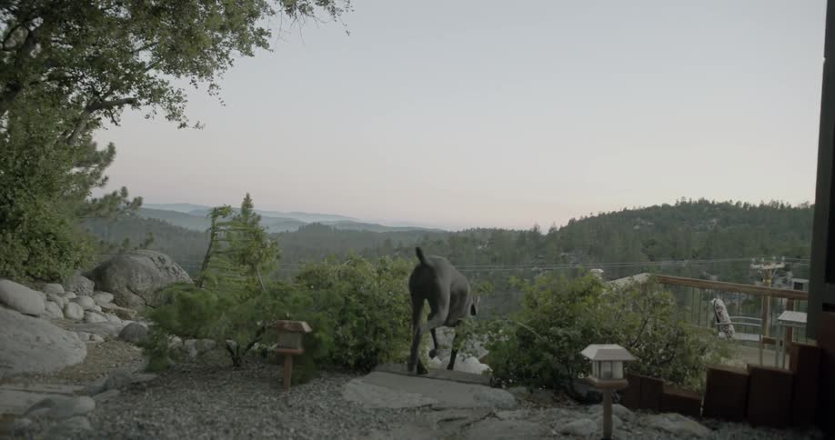 A dog walks down a stair path