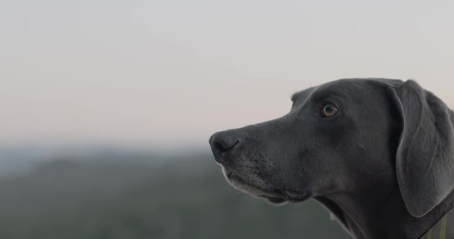 A dog looks at something