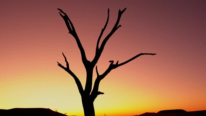 A dead tree in a desert landscape at sunset