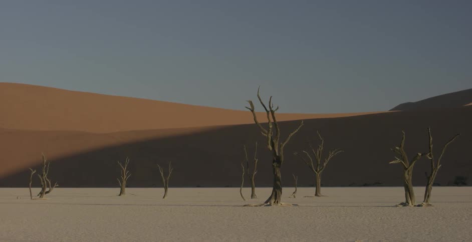 Bare trees cover a desert landscape