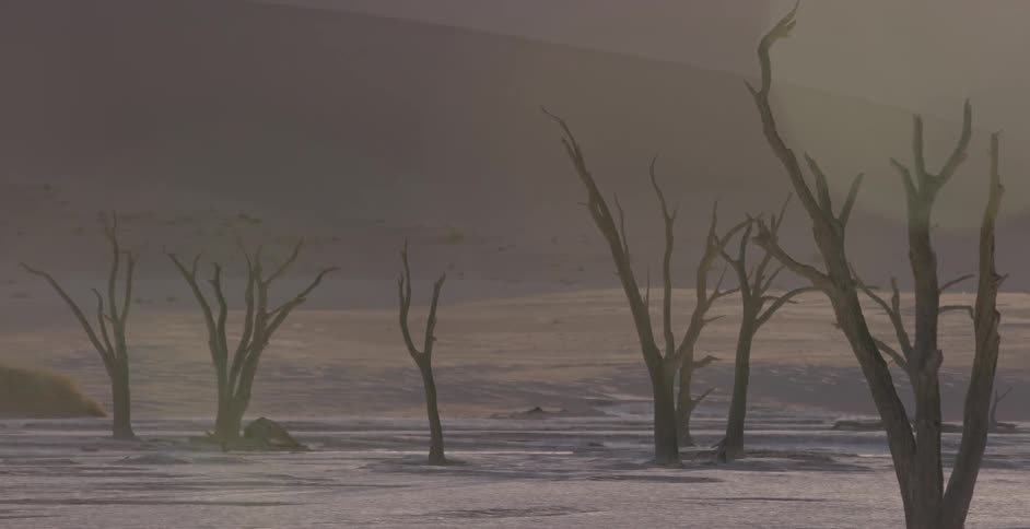Bare trees cover a desert landscape