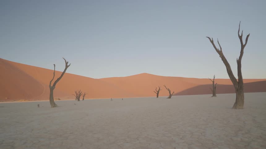 Dead trees rise up from the sand in a desert landscape