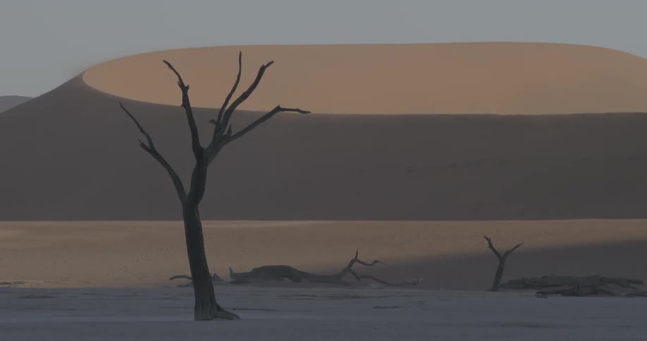 A bare tree stands in front of a large sand dune