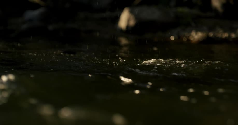 A stream with some jumping fish is filmed up close