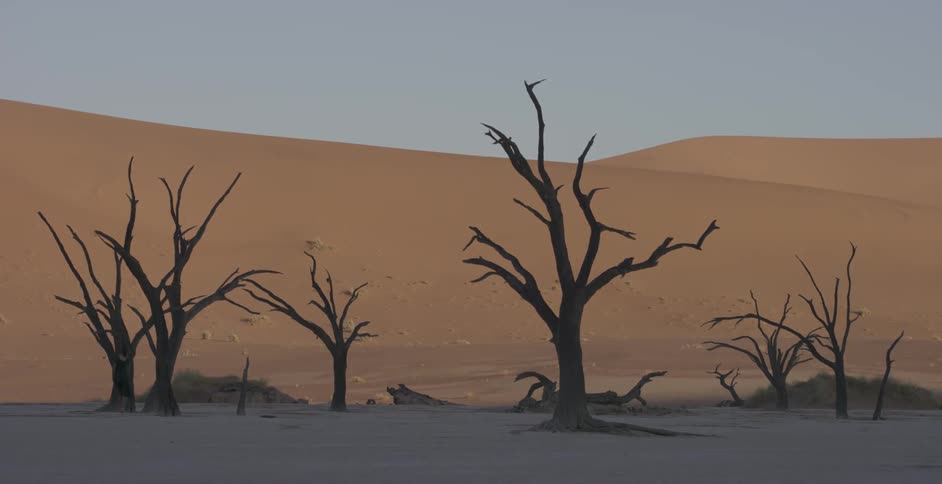 Dead trees stand in front of sand dunes