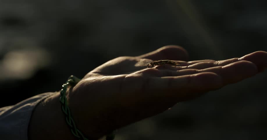 A man holds a bug in his hand