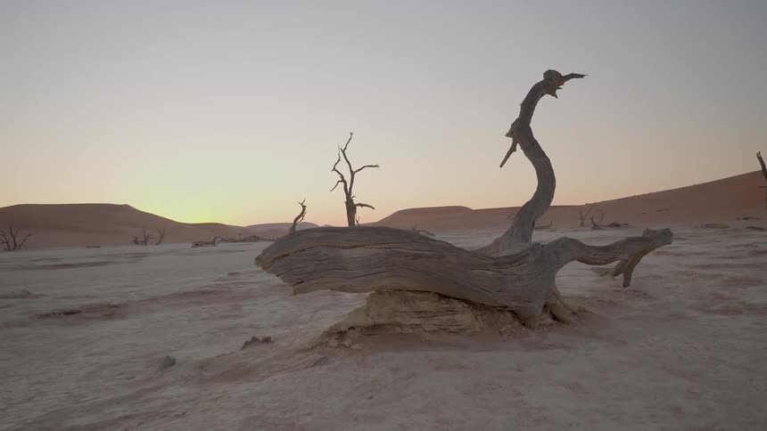 Dead trees scatter through the desert