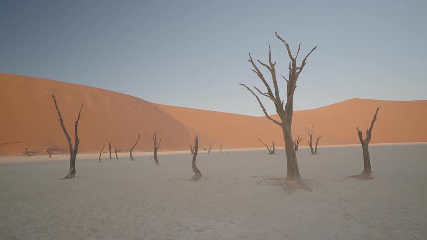 Dead trees rise up from the sand in a desert landscape