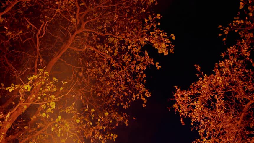 A fire burns beneath trees at night