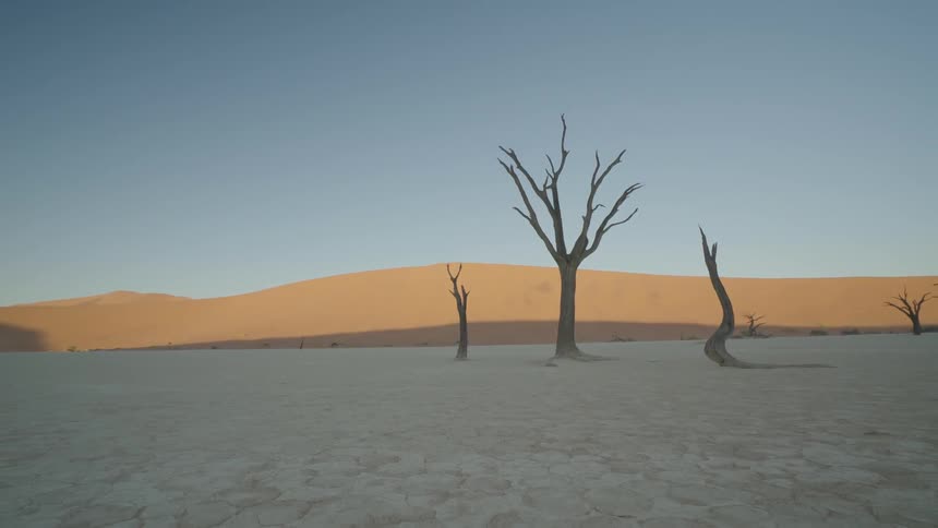 Bare trees stand in a desert