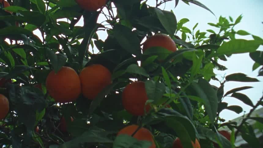 The tree is full of fresh fruit