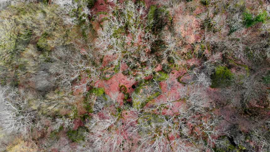 Fall foliage covers forest trees