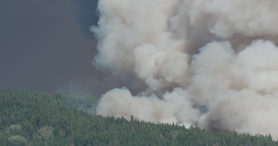 White smoke billows from the forest