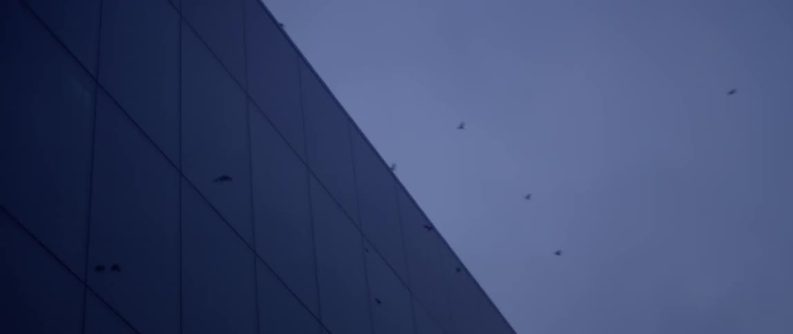 Birds fly in the sky above a building