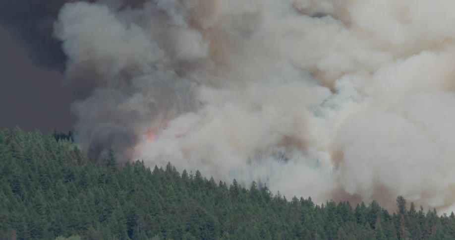 Flames rise and smoke billows from a forest fire