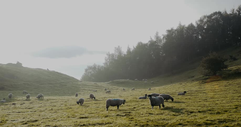 Sheep graze in a field