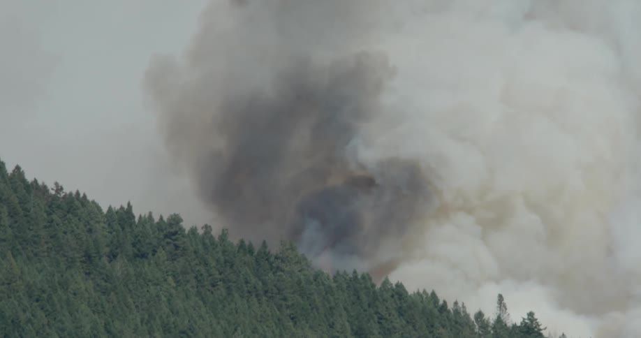 Smoke plumes from a forest fire