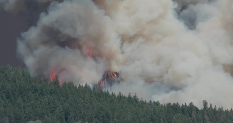 A wildfire burns in the forest