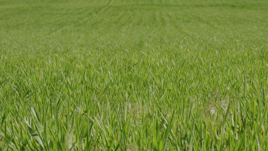 Wheat blowing in the breeze