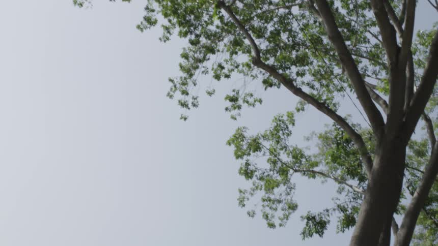 Passing by trees on a cloudy day