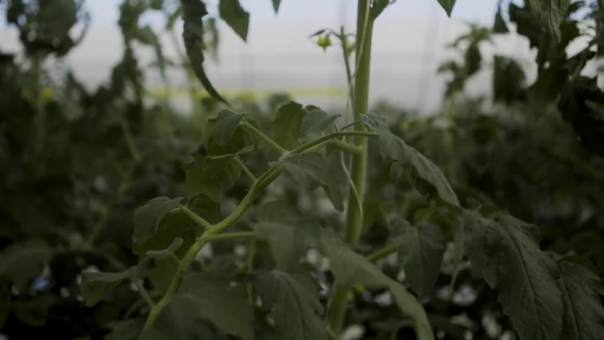The garden has many greens