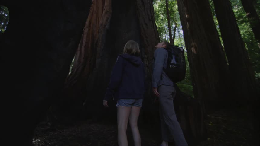 People hiking in a forest stare up at a tall tree