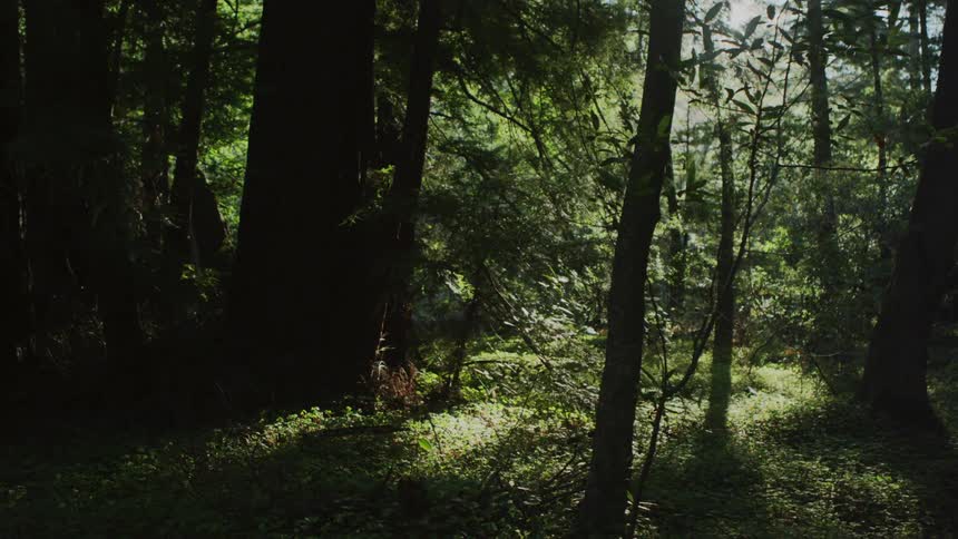 Sunlight filtering through forest trees