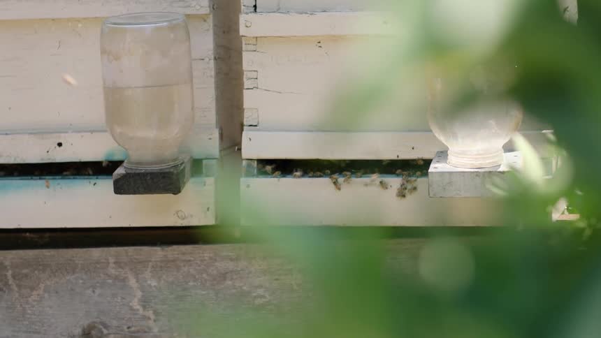 A hive of bees fly outside an enclosure