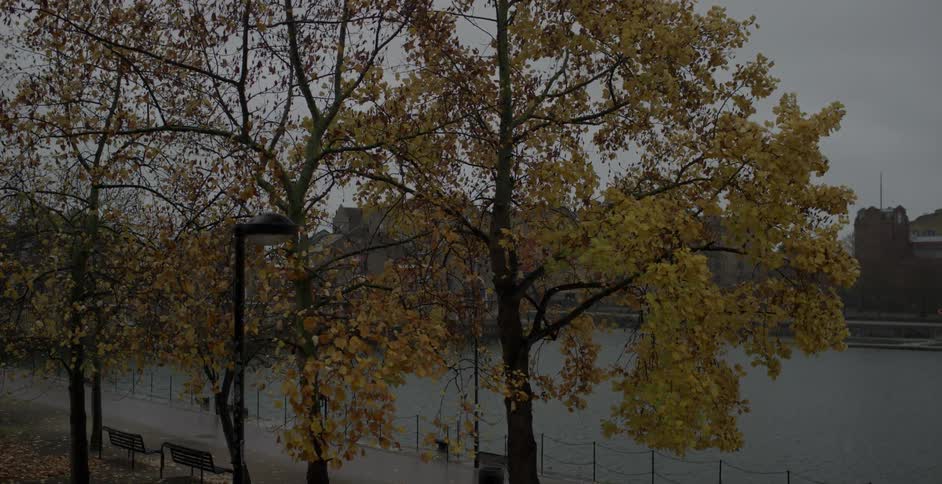 Wind blows through a tree's autumn leaves