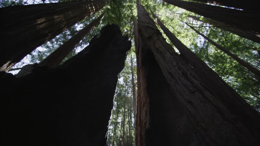 Looking up trees toward the canopy