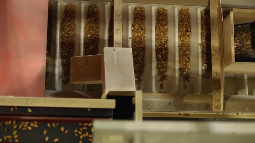 Nuts spill onto a conveyor belt in a factory