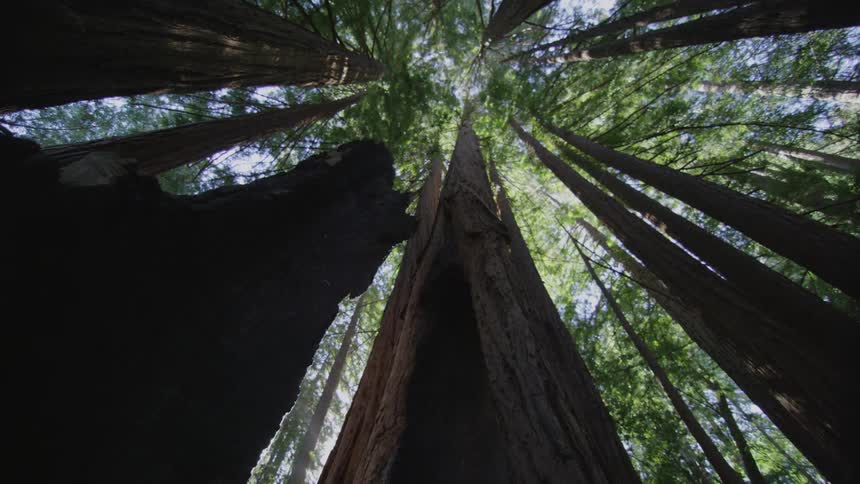 Large trees tower overhead in a forest