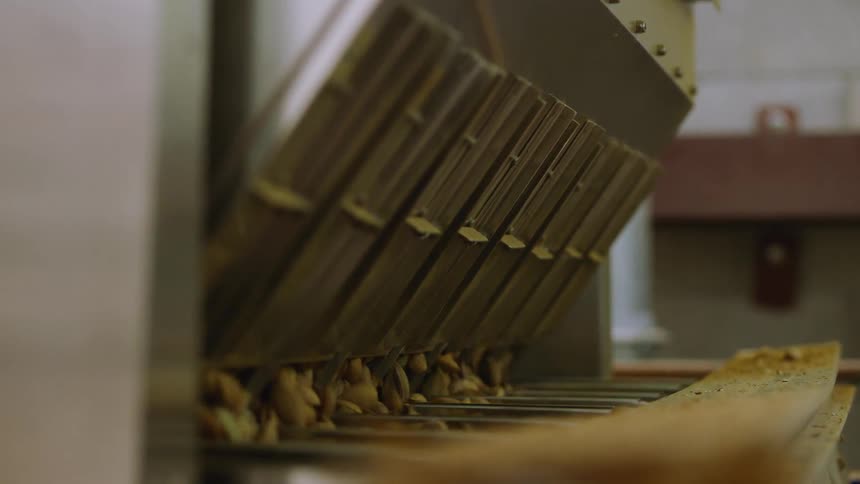 Nuts are being sorted by a machine