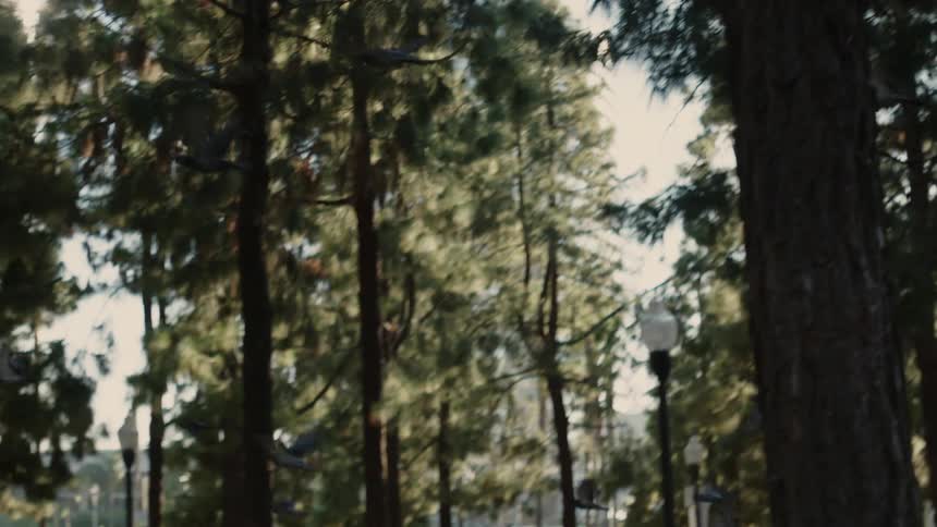 Birds fly through the trees