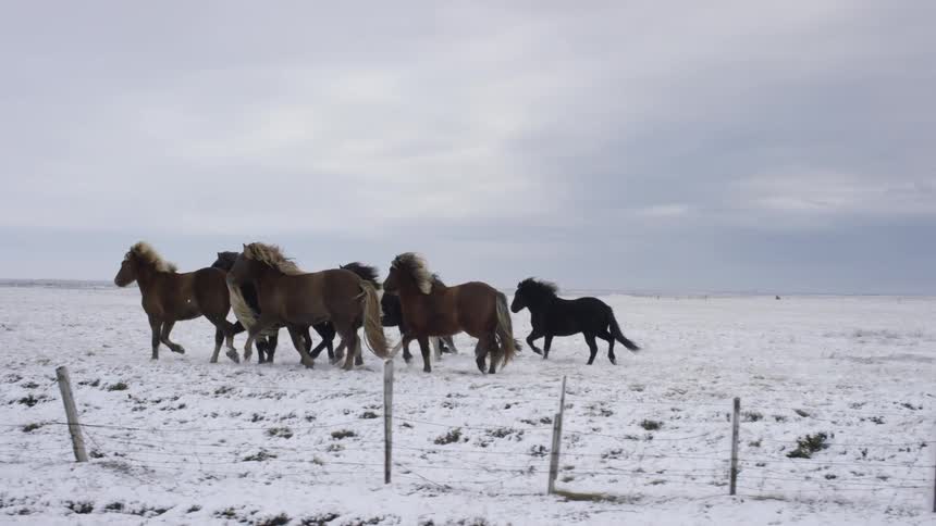 Horses run in a snowy pasture