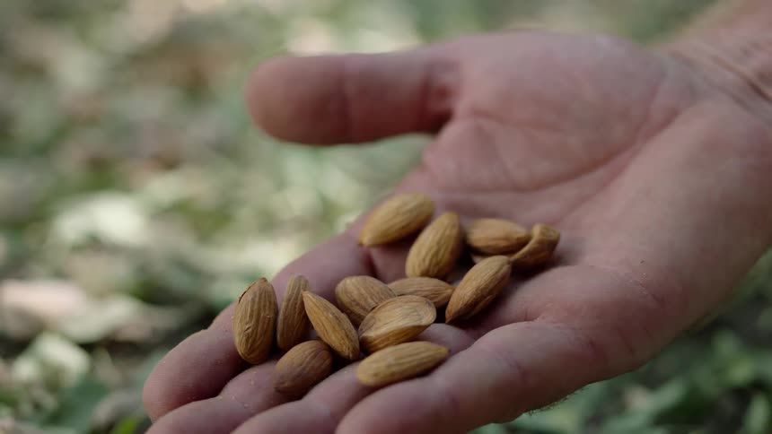 A hand is out full of almonds