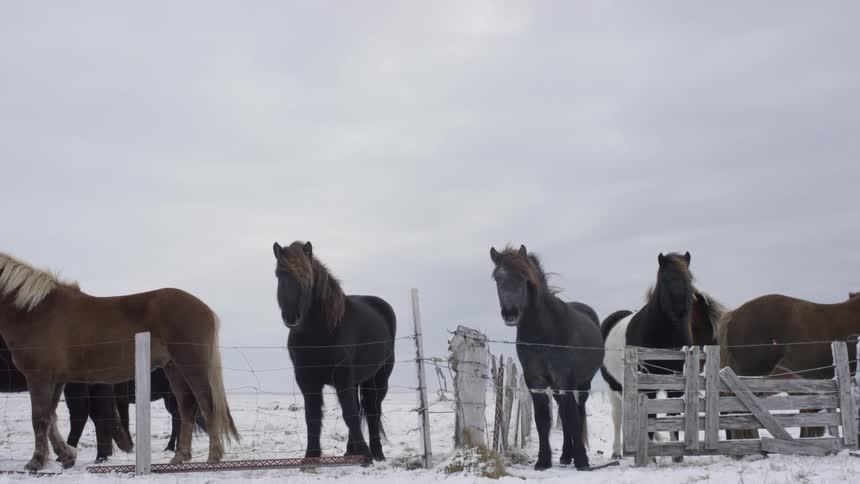 Horses stand behind a fence in the snow