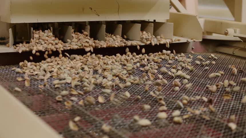 Nuts are being sorted on a conveyor belt