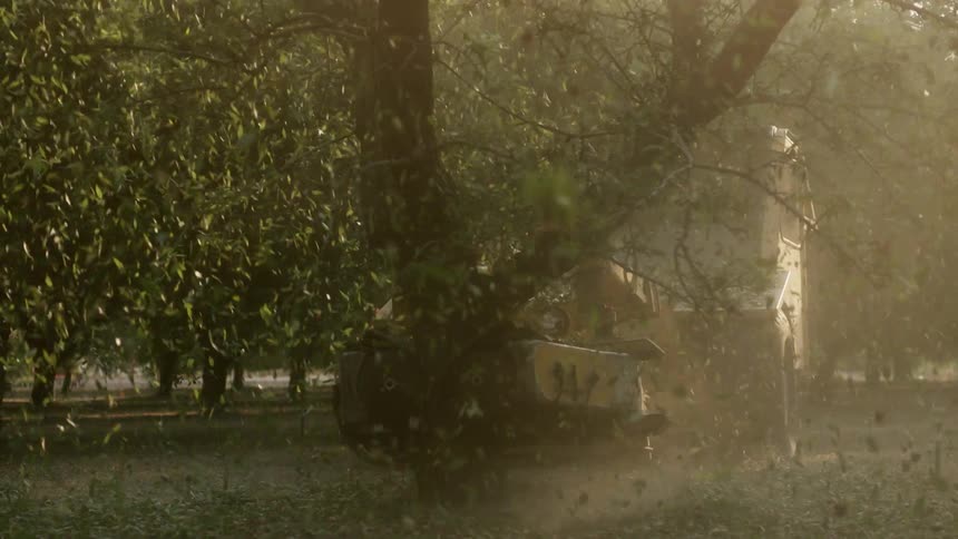 A tree is being shaken with a piece of machinery