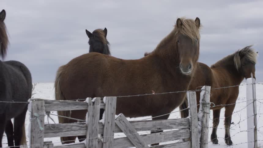 Horses stand behind a fence in the snow