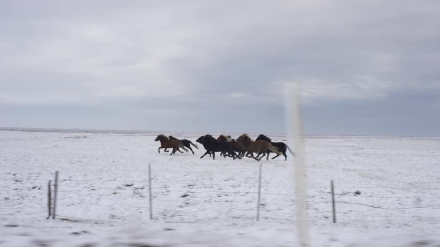 A sizable group of horses runs across a snowy field