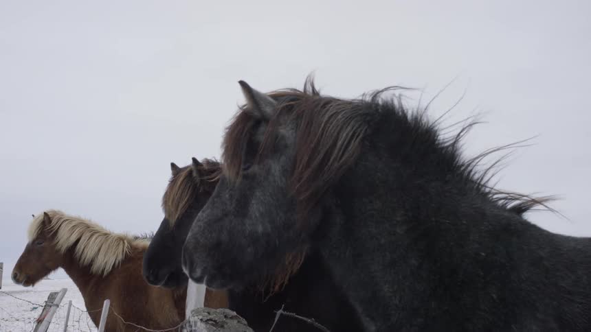 Horses are stationed in their stables on a cold windy day