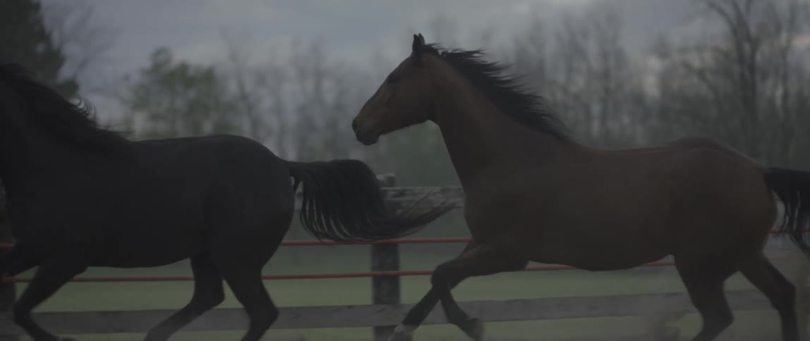 Two horses gallop in an enclosure