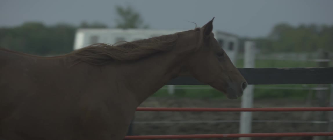 Brown horse gallops in its corral
