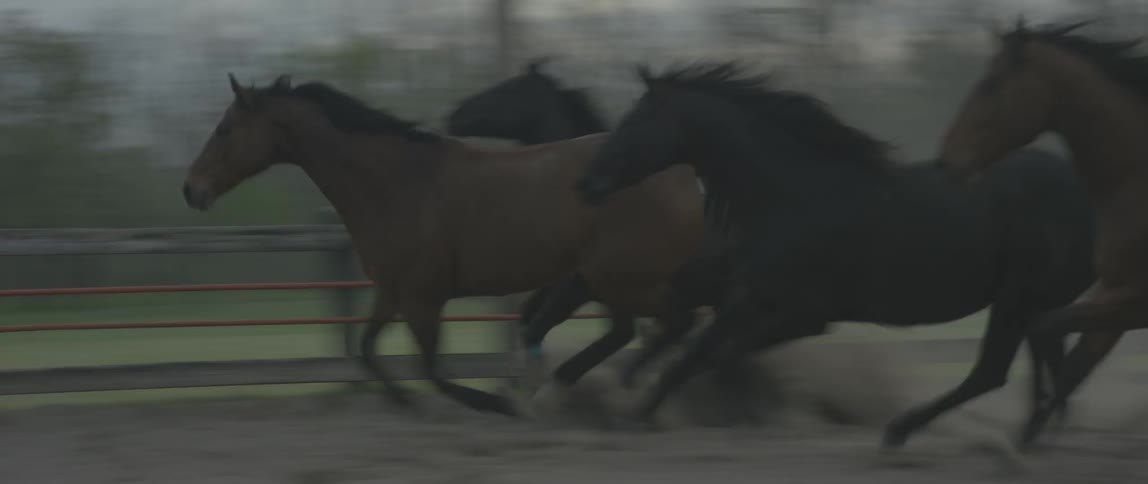 Horses gallop around an enclosure at a farm