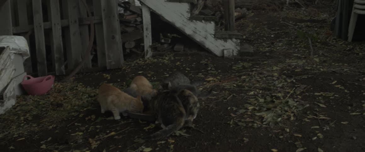 Cats are surrounding a bowl eating
