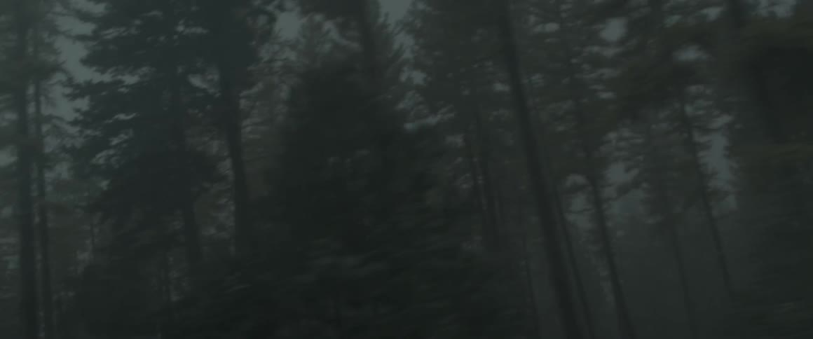 Pine trees tower into the haze
