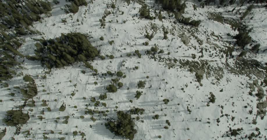 Aerial view of trees and snowy plains