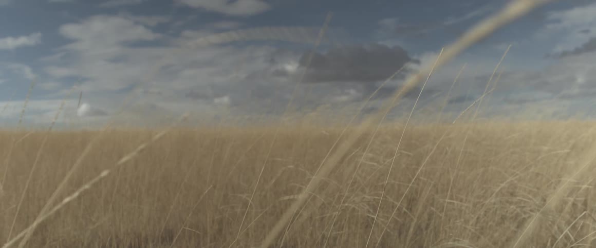 Talks stalks of wheat blowing in the wind on a cloudy day